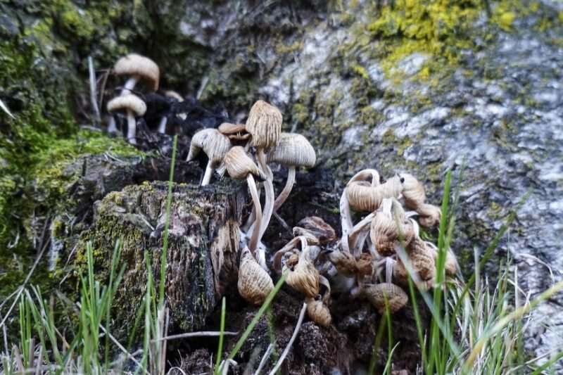 mushrooms growing on a stump
