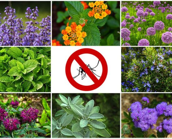 20 Perennial and Shade Plants That Repel Mosquitos Naturally